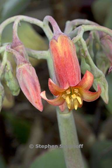 cotyledon orbiculata 3 graphic